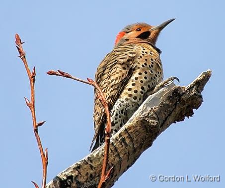 Flicker Out On A Limb_53303.jpg - Northern Flicker (Colaptes auratus) photographed at Ottawa, Ontario - the capital of Canada.